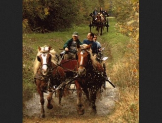 Paseo en carro de caballos en Seine et Marne 